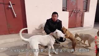 两只杜高联盟号称无敌，犬舍的狗随时被干掉，更是分分钟灭加纳利