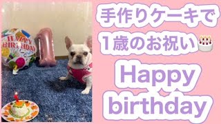 1歳の誕生日にケーキに夢中ワン！【フレンチブルドッグ French bulldog】