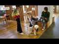 제목 vlog 홈쇼핑 생방송 촬영장에 강아지🐶가 나타난다면 with.이진아x김성일 ㅣ 강아지 브이로그 반려견 댕댕이 먹방 촬영 방송국 방송