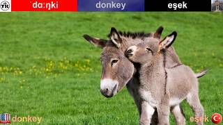 Donkey - Eşek  | English-Turkish Video Dictionary  |  İngilizce-Türkçe Video Sözlük