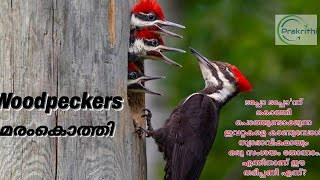 മരംകൊത്തി | Woodpecker