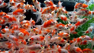 【伊藤養魚場入荷情報】2013.8.6 弥富金魚市場より入荷