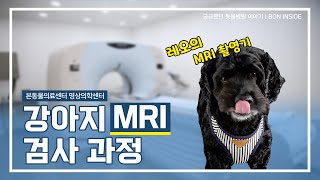 강아지 MRI 검사 과정 | 본동물의료센터 영상의학센터 [BON INSIDE]