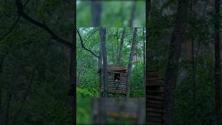 Built a house in a dense forest #junglesurvival #wood #survival #outdooradventure #woodsman