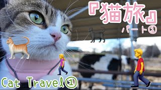 猫旅パート①【諏訪湖〜長門牧場〜蓼科東急ホテル】　CAT TRAVEL①😽🚗　#ねこ#cat#ねこ動画