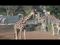 多摩動物公園キリン２０２１年秋冬版