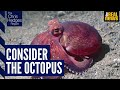 The Chris Hedges Report: Dystopia, octopus intelligence, and what makes us human