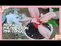 Philodendron Pink Congo | Propagasi dan Tips Perawatannya