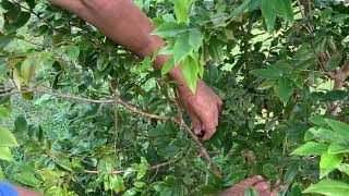 Tasting Red Jaboticaba