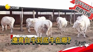 黑土地 20221122：遼育白牛到底牛在哪？