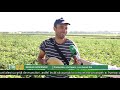 pepenele galben – medicamentul cu gust suculent – agro tv news