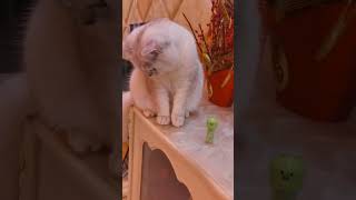 Cat Video | Cats Wearing a Mask \u0026 Irresistibly Cute Kitten's Playdate! 😺🎭