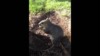 Friendly squirrel〜木から降りてくるリス〜