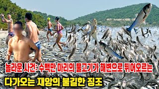 놀라운 사건: 수백만 마리의 물고기가 해변으로 뛰어오르는, 다가오는 재앙의 불길한 징조