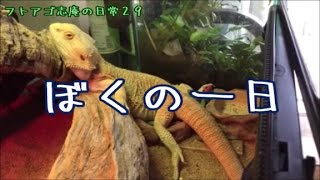 フトアゴヒゲトカゲ志庵の日常㉙　ぼくの一日