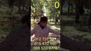 ដាំផ្សិតនៅផ្ទះ