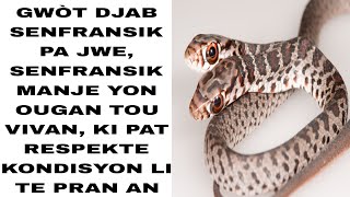 DJAB SENFRANSIK MANJE YON OUGAN KI PAT RESPEKTE PROMÉS LI AK SENFRANSIK, VEYE BLOFÉ YO .