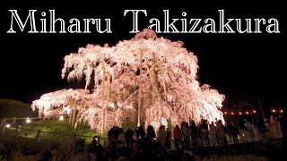 The best light up with one of the oldest Sakura Tree in Japan! [Miharu Takizakura, 三春滝桜]