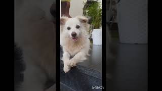 Cloo close podi  #shortsfeed #cutedog #pets #petlover #doglover #dog #the3wondergirls #shorts #viral