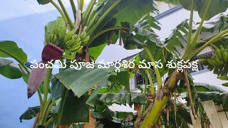 దంపతుల మధ్య కీచులాట వివాహం కాని వాళ్ళకి మార్గశిర మాసం శుక్లపక్షం పంచమి రోజు పూజ చేస్తే అరటి చెట్టుకి