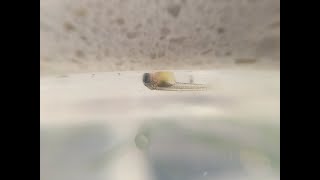 New Born Guppy Babies | they came out a bit early