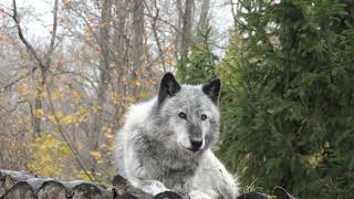 Remembering Gray Wolf Zephyr