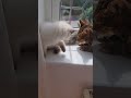 lily my ragdoll kitten has angered the lion...🤣 kitten cat funnykittens funny foryou viral