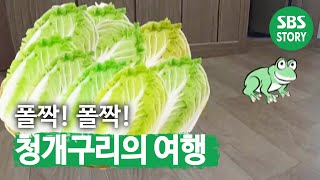 ‘불청객’ 청개구리, 어디에서 왔니? @ㅣ순간포착 세상에 이런 일이(Instant Capture)ㅣSBS Story