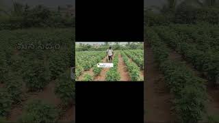 బంతి సాగు వివరాలు......part  2 #shortsvideo#marigoldfarming