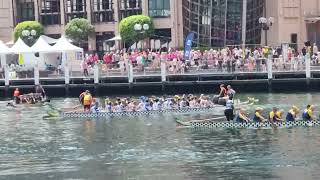 悉尼春节赛龙舟，持续多年的澳洲传统，完全无缝融入到文化。#Sydney #dragon boat competition. Sydney #Lunar New Year