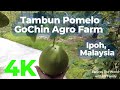 4K Tambun Pomelo GoChin Agro Farm | Ipoh, Malaysia | Walking Tour | Relaxing Music