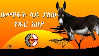 ስለዱር  አህያ ያልተሰሙ ነገሮች 5 things about wild donkeys / new 2021