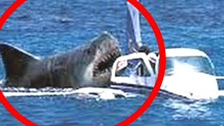 10 megalodon caught on camera and spotted in real life