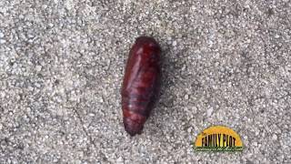 Q\u0026A - What is this pupa?