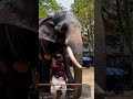 ഗുരുവായൂർ രാജശേഖരൻ guruvayoor rajasekaran kerala elephant 🐘 shorts youtubeshorts