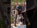 ഗുരുവായൂർ രാജശേഖരൻ guruvayoor rajasekaran kerala elephant 🐘 shorts youtubeshorts