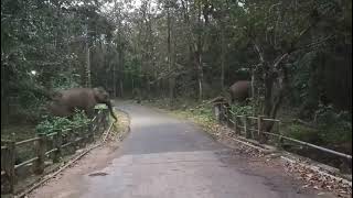 കൊല്ലം കുളത്തൂപ്പുഴ അമ്പതേക്കറിൽ ആന ഇറങ്ങിയപ്പോൾ