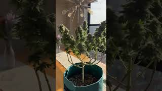 GROWING WEED IN CONDO🌱