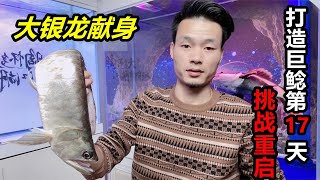 招財貓魚餓急眼了，把50多公分銀龍魚吞下半截，魚缸飄滿鱗片