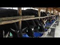 DONT START A FEEDLOT BEFORE WATCHING THIS II Natwijuka Brian 0789491350  #farming #feedlot #pastures