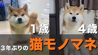 猫と呼ばれた柴犬、３年ぶりの猫モノマネ。特技は赤ちゃんにも影響