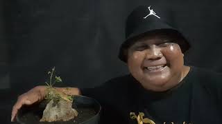 Proses Press dan Permag, sisip Bahan Bonsai Bogel Wahong @bikhanbonsai