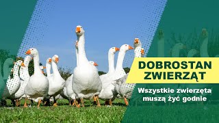 Magazyn Rolniczy - Dobrostan zwierząt - Wszystkie zwierzęta muszą żyć godnie