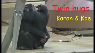 リュウ家族と双子ガール  257  Ryu family \u0026 twin girls  chimpanzee