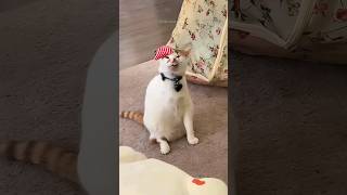 Funny cats 😂 episode 193 #shorts
