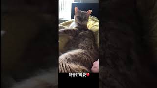 #cat 療癒吸貓系列-愛撒嬌的貓小孩 #175