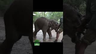 The mouth of the baby elephant was seriously injured | 子象の口は重傷を負った