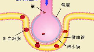 動畫7.1 氣囊內的氣體交換