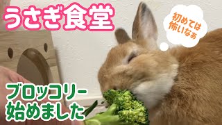 【うさぎ】うさぎ食堂 ブロッコリー始めました！【かわいい】Cute rabbit  eat a broccoli #65