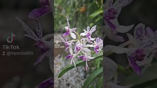 Krull Smith and Orchids in Bloom festival haul #God #godisgood #nature #orchidbeauty #reels